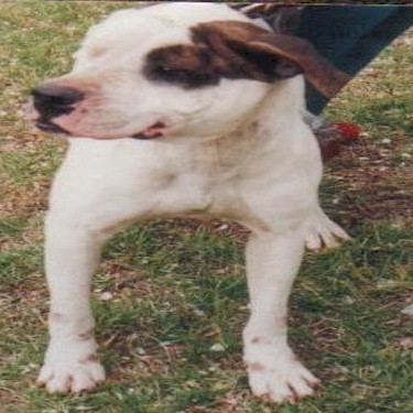 Neals Pit Farms Baby Pit Bull.jpg